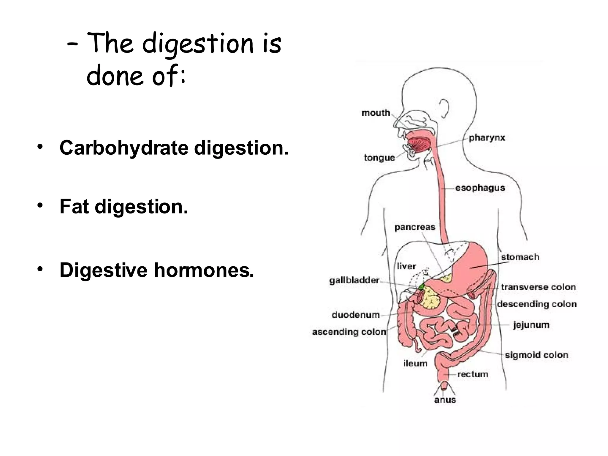 Digestion System Hinojosa | PPT