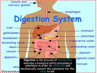 Digestion System   Digestion  is the process of  metabolism  whereby a biological entity processes a substance in order to  chemically  and mechanically convert the substance for the  body  to use . 