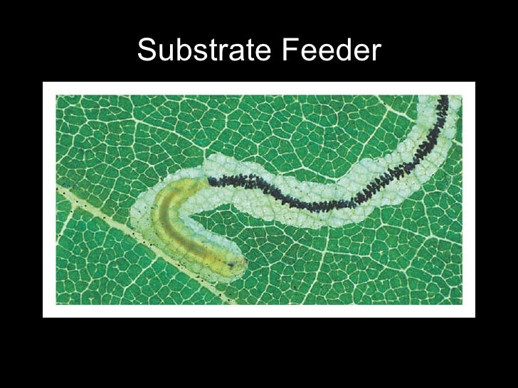 Biology Digestion Transport And Excretion