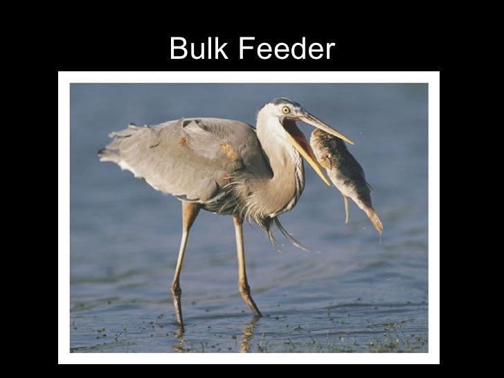 Biology Digestion Transport And Excretion