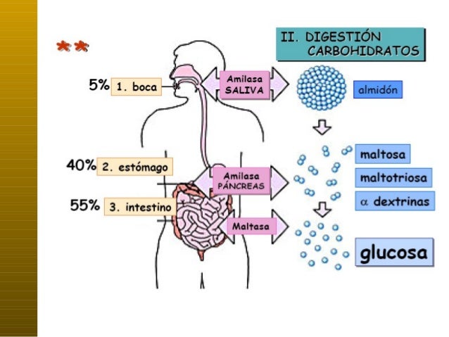Resultado de imagen para digestion de hidratos de carbono