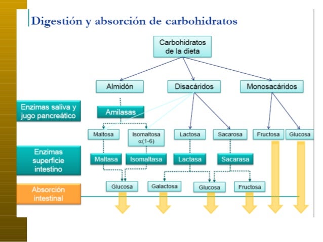CARBOHIDRATOS 1: Digestion y-absorcion-de-carbohidratos