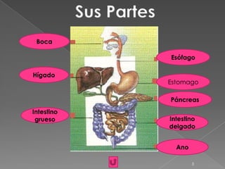 Sus Partes
 Boca

                         Esófago

Hígado
                         Estomago

                         Páncreas
Intestino
 grueso                  Intestino
                         delgado


                           Ano

                                 5
 