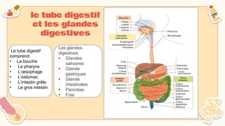 le tube digestif
et les glandes
digestives
Le tube digestif
comprend:
• La bouche
• Le pharynx
• L’œsophage
• L’estomac
• L’intestin grêle
• Le gros intestin
Les glandes
digestives
• Glandes
salivaires
• Glande
gastriques
• Glande
intestinales
• Pancréas
• Foie
 