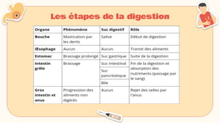 Les étapes de la digestion
 