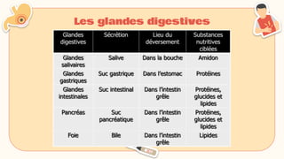Les glandes digestives
 