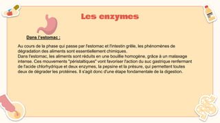 Les enzymes
Au cours de la phase qui passe par l'estomac et l'intestin grêle, les phénomènes de
dégradation des aliments sont essentiellement chimiques.
Dans l'estomac, les aliments sont réduits en une bouillie homogène, grâce à un malaxage
intense. Ces mouvements "péristaltiques" vont favoriser l'action du suc gastrique renfermant
de l'acide chlorhydrique et deux enzymes, la pepsine et la présure, qui permettent toutes
deux de dégrader les protéines. Il s'agit donc d'une étape fondamentale de la digestion.
Dans l’estomac :
 