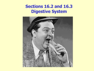 Sections 16.2 and 16.3 Digestive System 