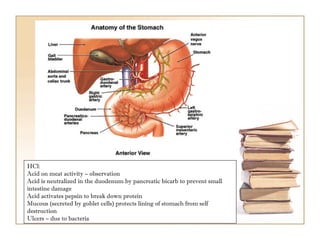 HCl: Acid on meat activity – observation  Acid is neutralized in the duodenum by pancreatic bicarb to prevent small intestine damage Acid activates pepsin to break down protein Mucous (secreted by goblet cells) protects lining of stomach from self destruction Ulcers – due to bacteria  