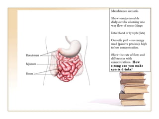 Membrance scenario Show semipermeable dialysis tube allowing one way flow of some things Into blood or lymph (fats) Osmotic pull – no energy used (passive process), high to low concentration.  Show the rate of flow and differences with concentrations.  How strong can you make sports drinks? 