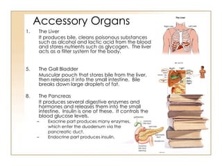 Accessory Organs The Liver It produces bile, cleans poisonous substances such as alcohol and lactic acid from the blood and stores nutrients such as glycogen.  The liver acts as a filter system for the body. The Gall Bladder Muscular pouch that stores bile from the liver, then releases it into the small intestine.  Bile breaks down large droplets of fat. The Pancreas It produces several digestive enzymes and hormones and releases them into the small intestine.  Insulin is one of these.  It controls the blood glucose levels. Exocrine part produces many enzymes,  which enter the duodenum via the  pancreatic duct. Endocrine part produces insulin.  