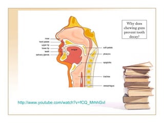 http://www.youtube.com/watch?v=fCQ_MrhhGvI   Why does chewing gum prevent tooth decay? 