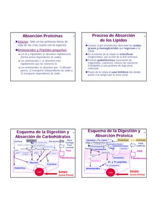 Absorción Proteínas                                                  49           Proceso de Absorción                                                           50



     Intactas: Sólo en las primeras horas de                                                          de los Lípidos
     vida de las crías (varía con la especie).                                                Cambia el pH (membrana) liberando los ácidos
                                                                                              grasos y monoglicéridos que ingresan a la
     Aminoácidos y Péptidos pequeños:                                                         célula
          !   Los di y tripéptidos se absorben rápidamente                                    En el interior de la célula se esterifican
              (forma activa dependiente de sodio),                                            (triglicéridos), por acción de la Acil-sintetasa
          !   Los aminoácidos L se absorben más                                               Forman quilomicrones (asociación de
              rápidamente que los isómeros D,                                                 triglicéridos, colesterol, ésteres de colesterol,
                                                                                              fosfolípidos y una proteína de bajo peso
          !   Los aminoácidos se absorben por: 1) difusión                                    molecular
              pasiva, 2) transporte independiente de sodio y
                                                                                              Pasan de la célula al vaso linfático (de donde
              3) transporte dependiente de sodio.
                                                                                              pasan a la sangre por la vena cava)




   Esquema de la Digestión y                                                          51
                                                                                             Esquema de la Digestión y                                                            52


  Absorción de Carbohidratos                                                                    Absorción Proteica
                                                                                                           HCl
                        Almidón                                                 Boca        Pepsinógenos          Pepsinas                    Proteínas                    Estómago
Lactosa                                                     Sacarosa
                                       α-amilasa salivar                       Esófago     Oligo y Polipéptidos                                                              FASE
                                                                                                                          Quimiotripsina y Elastasa
     Almidón y almidón degradado parcialmente                                   Fase                                               Quimiotripsinógeno y Proelastasa        LUMILAL
                                             α-amilasa pancreática                               Procarboxipeptidasas
                                                                               Luminal                                        Tripsina
              α-dextrinas Isomaltosa   Maltotriosa Maltosa
                                                                                           Péptidos   Carboxipeptidasas
                                                                                                                                                  Tripsinógeno
Lactosa                                                        Sacarosa
                                                                               Fase                                                                                        FASE
  Lactasa       α-dextrinasa      Maltasa                                                                         Oligopéptidos
                                                              Sacarasa                                                                           Enterocinasa
                 Isomaltasa
                                                                                               Aminoácidos
                                                                                                 libres
                                                                            Membranosa                                                 Aminopeptidasa
                                                                                                                                                                        Membranosa
                                                                                                Transportadores
                               Glucosa                                                                                       Di- y Tri-péptidos
                                                           Fructosa                                                       Di- y Tri-peptidasas

 Galactosa                                                                                  Aminoácidos
                                       Capilar                            Sangre                                             Capilar
                                                                                                                                                                      Sangre
                                                                          (vena Porta)                                                                                (vena Porta)
 