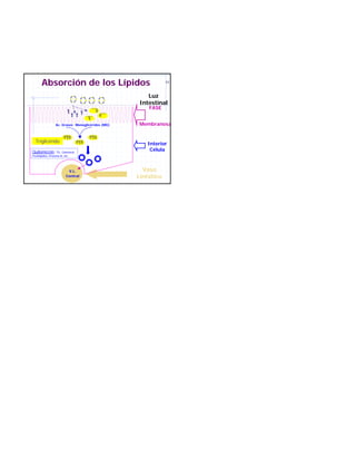 Absorción de los Lípidos                                 53




                                                       Luz
                                                    Intestinal
                                                        FASE


                   Ac. Grasos Monoglicéridos (MG)   Membranosa


  Triglicérido                                         Interior
Quilomicrón: TG, Colesterol,                            Célula
Fosfolípidos, Proteína B, etc.




                            V.L.                      Vaso
                           Central                  Linfático
 