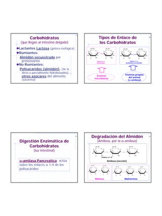 9

       Carbohidratos                                                          Tipos de Enlace de                                                                                                          10



 (que llegan al intestino delgado)                                            los Carbohidratos
Lactantes Lactosa (gotera esofágica),                  CH2 OH                               CH2 OH                                         CH2 OH                                  CH2 OH
                                               H                 O                                        O H                                        O H                                        O H
Rumiantes:
                                                                                        H                                              H                                    H
                                                       H                                    H                                              H                                       H
                                                       OH        H                O                       H
                                                                                            OH                                             OH        H             O               OH           H
                                              HO                          H                                    OH                 HO                                                                 OH
Almidón secuestrado por                                H         OH                         H             OH
                                                                                                                                           H         OH                            H            OH

 protozoarios                                                         Enlace β1-4
                                                                      (CELULOSA)
                                                                                                                                                     Enlace α 1-4
                                                                                                                                                (ALMIDÓN GLUCÓGENO)
No Rumiantes:
Polisacáridos (almidón), (de la
 dieta o parcialmente hidrolisisados),
                                                                                                                                                Enzimas propias
 otros azúcares del alimento                                      Enzimas
                                                                                                                                                   del animal
                                                                 microbianas
 (sacarosa)                                                                                                                                       (α-amilasa)




                                         11
                                                           Degradación del Almidón                                                                                                                        12



Digestión Enzimática de                                                   (Amilosa, por la α-amilasa)
    Carbohidratos                                                 CH2 OH
                                                                                  O
                                                                                                              CH2 OH
                                                                                                                             O
                                                                                                                                                         CH2 OH
                                                                                                                                                                       O
          (luz intestinal)
                                                             H                         H                  H                       H              H                             H
                                                                  H                                           H                                          H
                                                                  OH              H             O             OH             H             O             OH            H
                                                            HO                                                                                                                  OH

                                                                  H               OH                          H              OH                          H             OH
                                                                                  Enlace α 1-4

α-amilasa Pancreática: actúa                                                                    Amilosa (sección)
sobre los enlaces α 1-4 de los                         CH2 OH                          CH2 OH
                                                                                                                        CH2 OH                       CH2 OH                            CH2 OH


polisacáridos
                                                                 O                              O
                                                   H                  H           H                  H
                                                       H                                                                          O                           O                                 O
                                                                                       H                            H                  H        H                  H               H                 H
                                                                                                                        H                            H                                 H
                                                       OH        H            O        OH       H
                                               HO                                                    OH                 OH        H        O         OH       H            O           OH       H    OH
                                                                                                               HO
                                                                 OH                             OH
                                                       H                               H
                                                                                                                                  OH                          OH                                OH
                                                                                                                        H                            H                                 H


                                                                 Maltosa                                                                       Maltotriosa
 