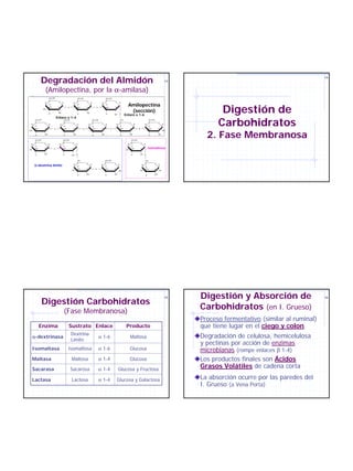 Degradación del Almidón
                                                                                                                                                                                                                                   14
                                                                                                                                                                                  13


               (Amilopectina, por la α-amilasa)
                    CH2 OH                               CH2 OH                               CH2 OH

               H              O       H                            O                                   O

                                                                                                                           Amilopectina
                                                    H                      H             H                     H




                                                                                                                                                                                              Digestión de
                    H                                    H                                    H
                    OH        H                O         OH        H                O         OH       H

                                                                                                                            (sección)
              HO

                    H         OH                                   OH                                          O
                                                         H                                    H        OH                Enlace α 1-6


                                                                                                                                                                                             Carbohidratos
                             Enlace α 1-4
     CH2 OH                               CH2 OH                               CH2 OH                              CH2                                     CH2 OH
               O                                    O                                    O                                     O                     H                   O    H
 H                  H             H                      H             H                      H            H                           H
     H                                    H                                    H                                   H                                       H
     OH        H         O                OH        H          O               OH        H         O               OH          H            O              OH            H



                                                                                                                                                                                         2. Fase Membranosa
HO                                                                                                                                                                            OH

     H         OH                         H         OH                         H         OH                        H           OH                          H             OH


     CH2 OH                           CH2 OH                                                                                       CH2 OH
               O                                   O     H                                                                                      O
 H                  H          H                                                                                           H                         H
     H                                H                                                                                            H

HO
     OH        H         O            OH           H
                                                                                                                          HO
                                                                                                                                   OH           H        isomaltosa
     H         OH                     H                  O                                                                         H            OH O
                                                   OH

                                                         CH2                                  CH2 OH                                                 CH2
                                                                   O                                   O
     α-dextrina límite                              H
                                                         H
                                                                           H             H
                                                                                              H
                                                                                                               H                                 H
                                                                                                                                                     H
                                                                                                                                                                    O    H

                                                         OH        H                O         OH       H                                             OH             H
                                                   HO                                                          OH                               HO                       OH

                                                         H         OH                         H        OH                                            H              OH




                                                                                                                                                                                       Digestión y Absorción de
              Digestión Carbohidratos
                                                                                                                                                                                  15                                               16




                                          (Fase Membranosa)
                                                                                                                                                                                       Carbohidratos (en I. Grueso)
                                                                                                                                                                                       Proceso fermentativo (similar al ruminal)
          Enzima                               Sustrato Enlace                                                            Producto                                                     que tiene lugar en el ciego y colon
                                                   Dextrina
 α-dextrinasa                                                                           α 1-6                                  Maltosa                                                 Degradación de celulosa, hemicelulosa
                                                   Límite
                                                                                                                                                                                       y pectinas por acción de enzimas
 Isomaltasa                                    Isomaltosa                               α 1-6                                  Glucosa                                                 microbianas (rompe enlaces β 1-4)
 Maltasa                                           Maltosa                              α 1-4                                  Glucosa                                                 Los productos finales son Ácidos
 Sacarasa                                          Sacarosa                             α 1-4                  Glucosa y Fructosa
                                                                                                                                                                                       Grasos Volátiles de cadena corta

 Lactasa                                           Lactosa                              α 1-4              Glucosa y Galactosa                                                         La absorción ocurre por las paredes del
                                                                                                                                                                                       I. Grueso (a Vena Porta)
 
