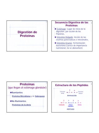 17
                                             Secuencia Digestiva de las                                    18


                                                    Proteínas
                                              Estómago: Lugar de inicio de la
         Digestión de                        digestión, por acción de las
                                             Pepsinas,
          Proteínas                           Intestino Delgado: Acción de las
                                             enzimas pancreáticas e intestinales,
                                              Intestino Grueso: fermentación
                                             bacteriana (carece de importancia
                                             nutricional, no se abosorben).




           Proteínas
                                        19


                                             Estructura de los Péptidos
                                                                                                           20




(que llegan al estómago glandular)
                                                                         O           H
                                                 Extremo                                         Extremo
   Rumiantes                                      ácido
                                                                HO       C   R       N       H
                                                                                                  básico

   Proteína Microbiana y de Sobrepaso                           Aminoácido

                                                       O             H           O
   No Rumiantes                                                                                  H
                                                  HO   C    R        N           C       R       N   H

   Proteínas de la dieta                        Carboxilo         Enlace                         Amino
                                                                 Peptídico

                                                                PÉPTIDO
 