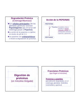 Degradación Proteica                   21                                              22


   (Estómago/Abomaso)                          Acción de la PEPSINAS
Las células principales (de las               PROTEÍNA
glándulas gástricas) secretan
                                                      Pepsinas Desdoblan enlaces
Pepsinógenos que en la luz del                                 peptídicos (grupos
estómago pasan a Pepsinas.                                     carboxilo o amino) de
La acción de las pepsinas es óptima                            aminoácidos aromáticos,
                                                               aspartato y glutamato
en niveles de pH de 2-3.
Las pepsinas son endopeptidasas               PÉPTIDOS
e inician la degradación de proteínas.




                                         23
                                                                                         24




                                                Fracciones Proteicas
                                                  (que llegan al intestino)
       Digestión de
        proteínas                             Proteínas y péptidos
  (en Intestino Delgado)                      parcialmente degradados en el
                                              estómago glandular (hidrólisis
                                              enzimátida y química)
 