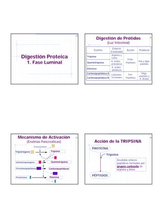 25

                                                                    Digestión de Prótidos                            26



                                                                          (Luz Intestinal)
                                                                                Enlaces
                                                               Enzima                       Acción      Producto
                                                                              (Carboxilo)

     Digestión Proteica                                  Tripsina
                                                                              Arginina y
                                                                              Lisina
                                                                                              Endo-
          1. Fase Luminal                                Quimiotripsina
                                                                              A. ácidos
                                                                              aromáticos
                                                                                            Peptidasa
                                                                                                        Poli y oligo-
                                                                                                         péptidos
                                                                              A. ácidos
                                                         Elastasa
                                                                              alinfáticos
                                                         Carboxipeptidasa A                   Exo-        Oligo-
                                                                            Carboxilos
                                                                                                        péptidos y
                                                         Carboxipeptidasa B Terminales      Peptidasa   A. Ácidos




  Mecanismo de Activación                           27                                                               28


          (Enzimas Pancreáticas)                               Acción de la TRIPSINA
                 Enterocinasa
                                                             PROTEÍNA
Tripsinógeno                     Tripsina
                                                                          Tripsina
                                                                                   Desdobla enlaces
Quimiotripsinogeno               Quimiotripsina
                                                                                   peptídicos formados por
                                                                                   grupos carboxilo de
Procarboxipeptidasas            Carboxipeptidasas                                  arginina y lisina

                                Elastasa
                                                             PÉPTIDOS
Proelastasa
 