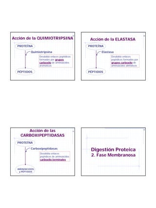 29                                          30

Acción de la QUIMIOTRIPSINA                         Acción de la ELASTASA
  PROTEÍNA                                         PROTEÍNA

           Quimiotripsina                                 Elastasa
                Desdobla enlaces peptídicos                     Desdobla enlaces
                formados por grupos                             peptídicos formados por
                carboxilo de aminoácidos                        grupos carboxilo de
                aromáticos                                      aminoácidos alinfáticos

  PÉPTIDOS                                         PÉPTIDOS




       Acción de las                          31
                                                                                          32




    CARBOXIPEPTIDASAS
  PROTEÍNA

           Carboxipeptidasas
                                                    Digestión Proteica
                 Desdobla enlaces
                 peptídicos de aminoácidos          2. Fase Membranosa
                 carboxilo terminales


  AMINOÁCIDOS
   y PÉPTIDOS
 