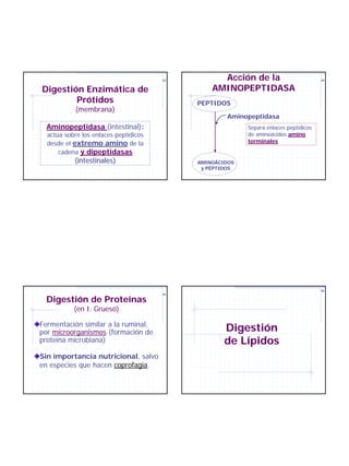 33         Acción de la                        34


Digestión Enzimática de                         AMINOPEPTIDASA
        Prótidos                            PEPTIDOS
            (membrana)
                                                     Aminopeptidasa
  Aminopeptidasa (intestinal):                            Separa enlaces peptídicos
  actúa sobre los enlaces peptídicos                      de aminoácidos amino
  desde el extremo amino de la                            terminales
      cadena y dipeptidasas
           (intestinales)                   AMINOÁCIDOS
                                             y PÉPTIDOS




                                                                                      36
                                       35

  Digestión de Proteínas
           (en I. Grueso)

Fermentación similar a la ruminal,
por microorganismos (formación de                   Digestión
proteína microbiana)                                de Lípidos
Sin importancia nutricional, salvo
en especies que hacen coprofagia.
 
