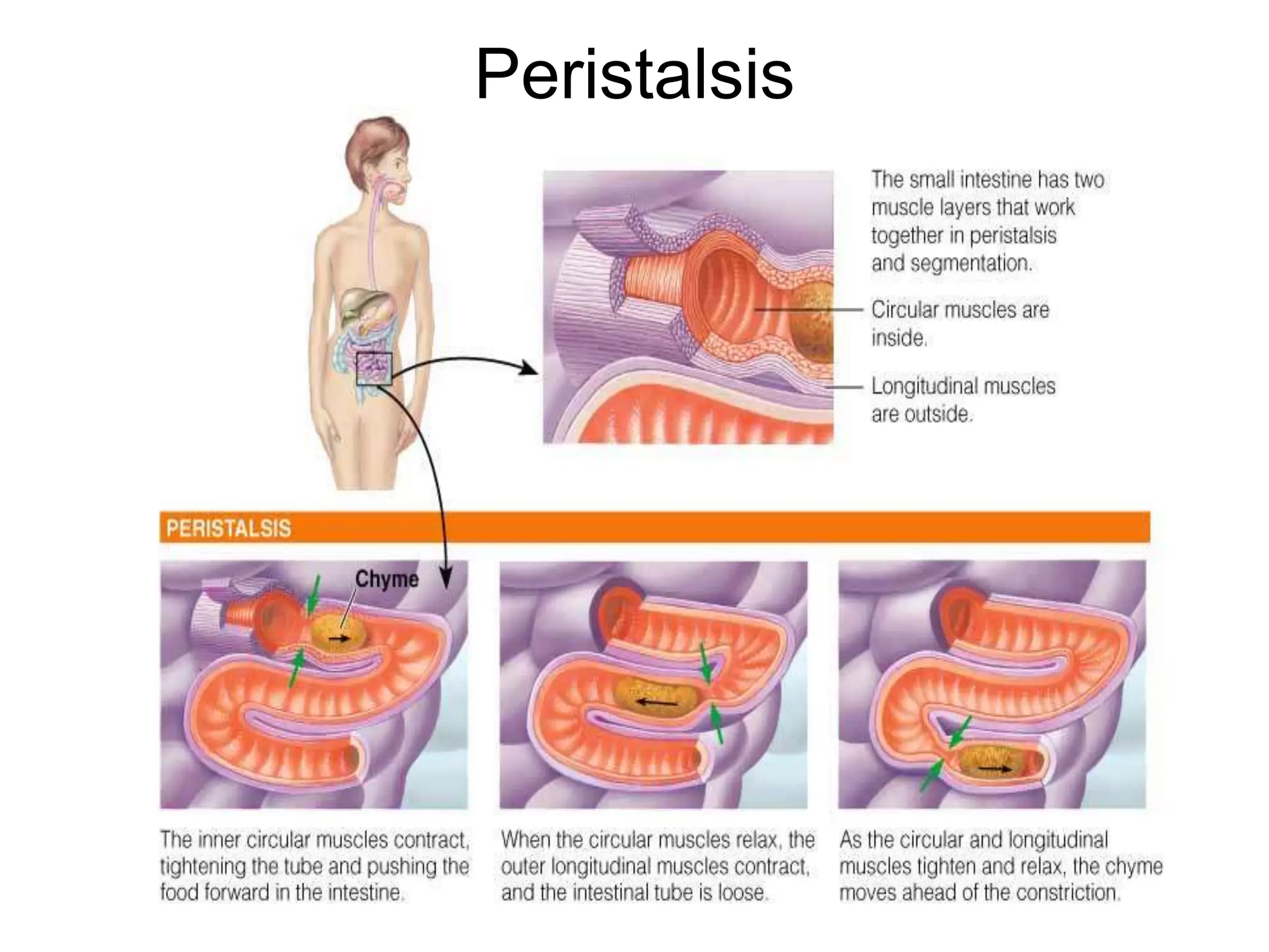 Peristalsis
 