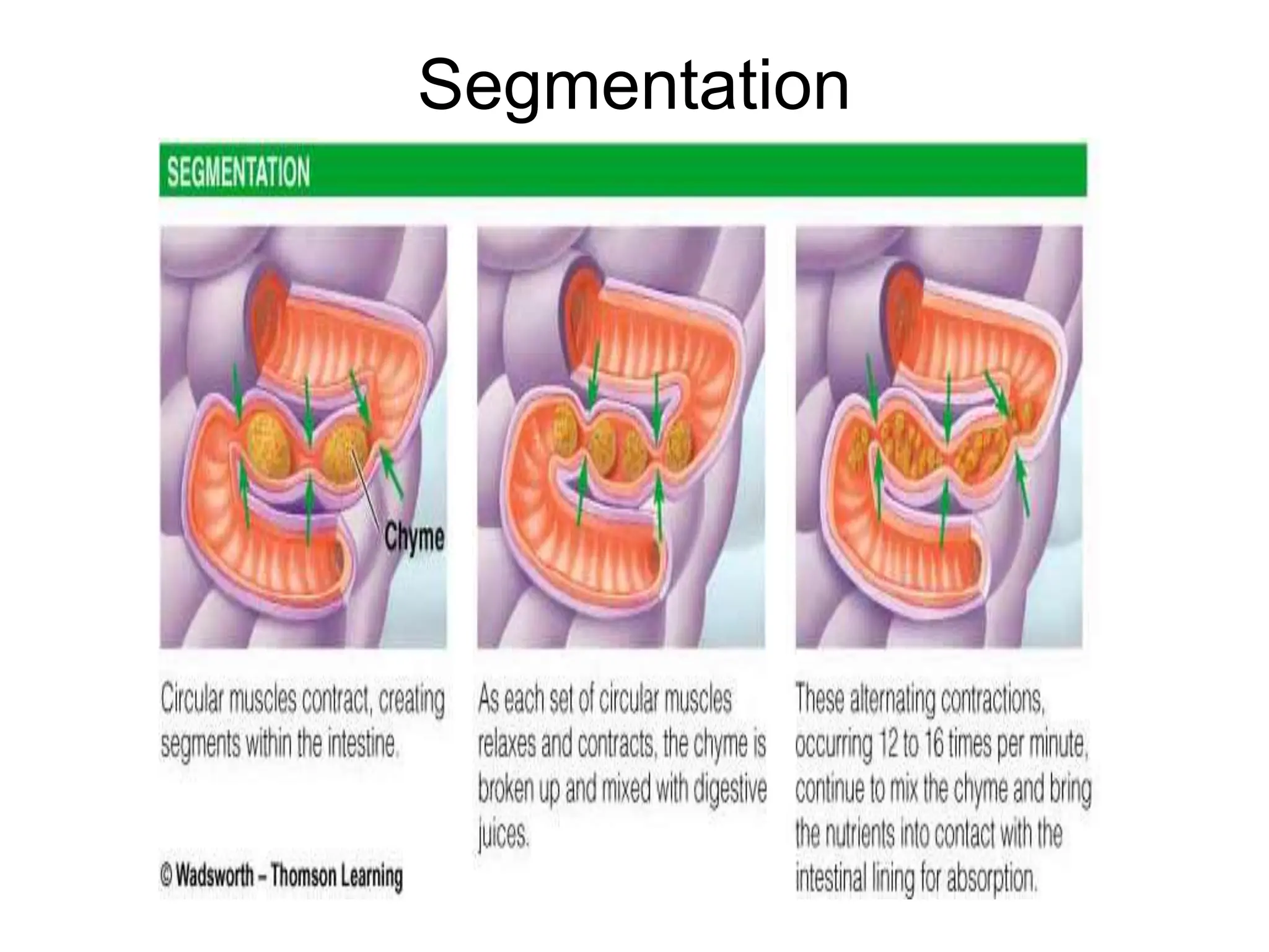 Segmentation
 