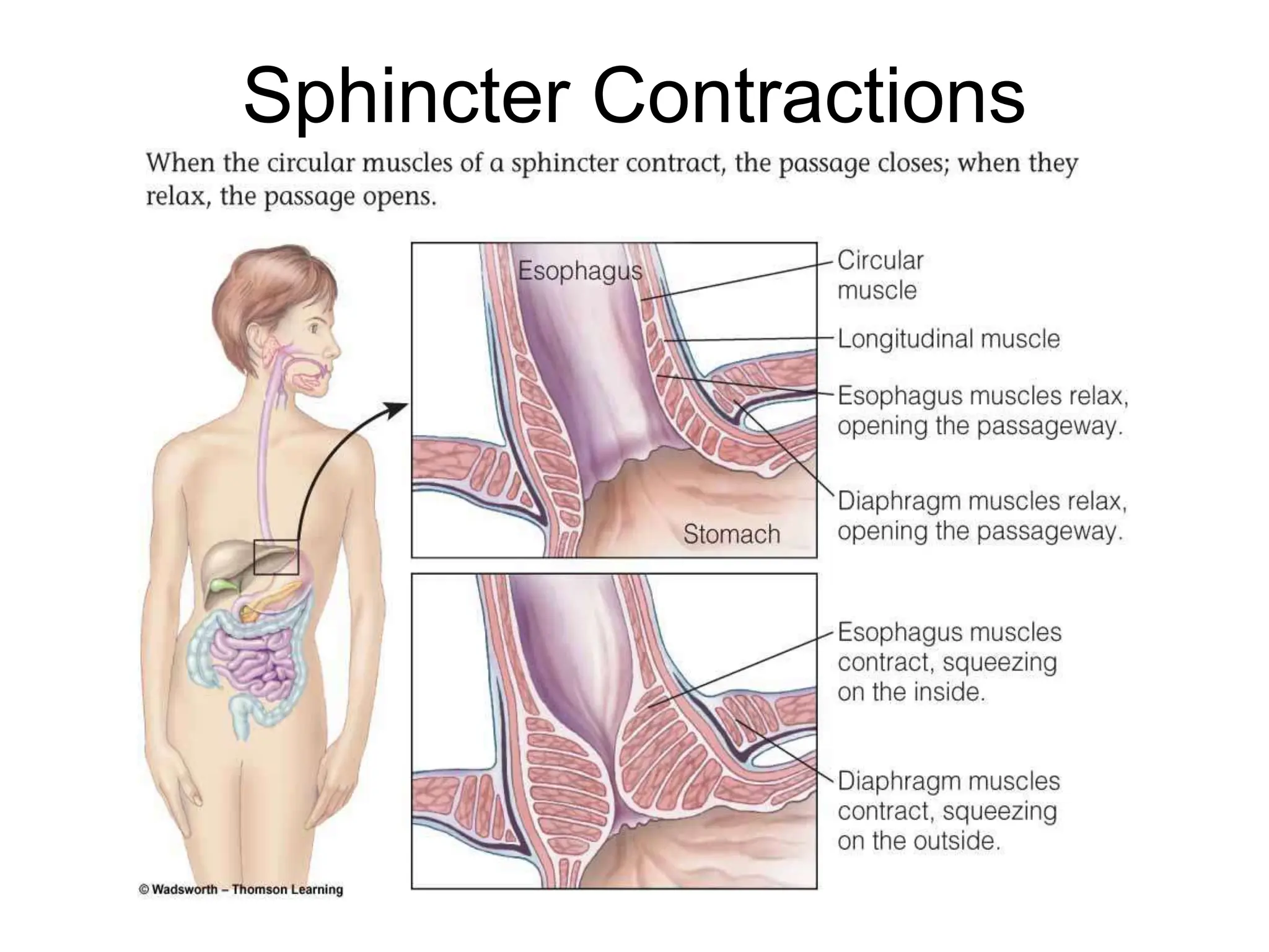 Sphincter Contractions
 