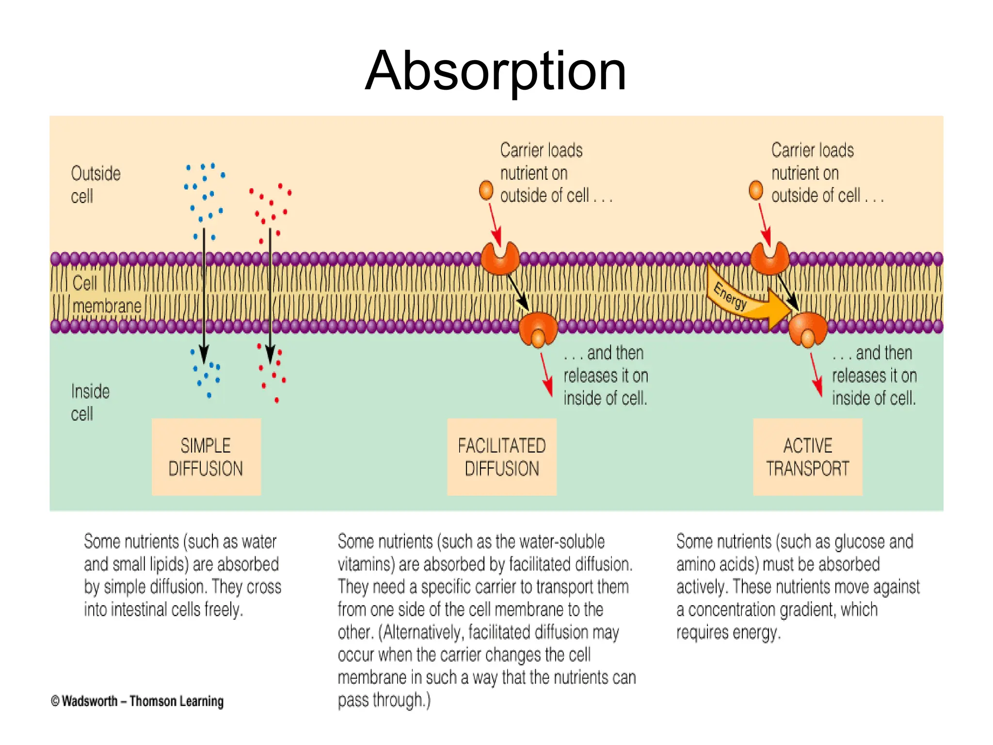 Absorption
 