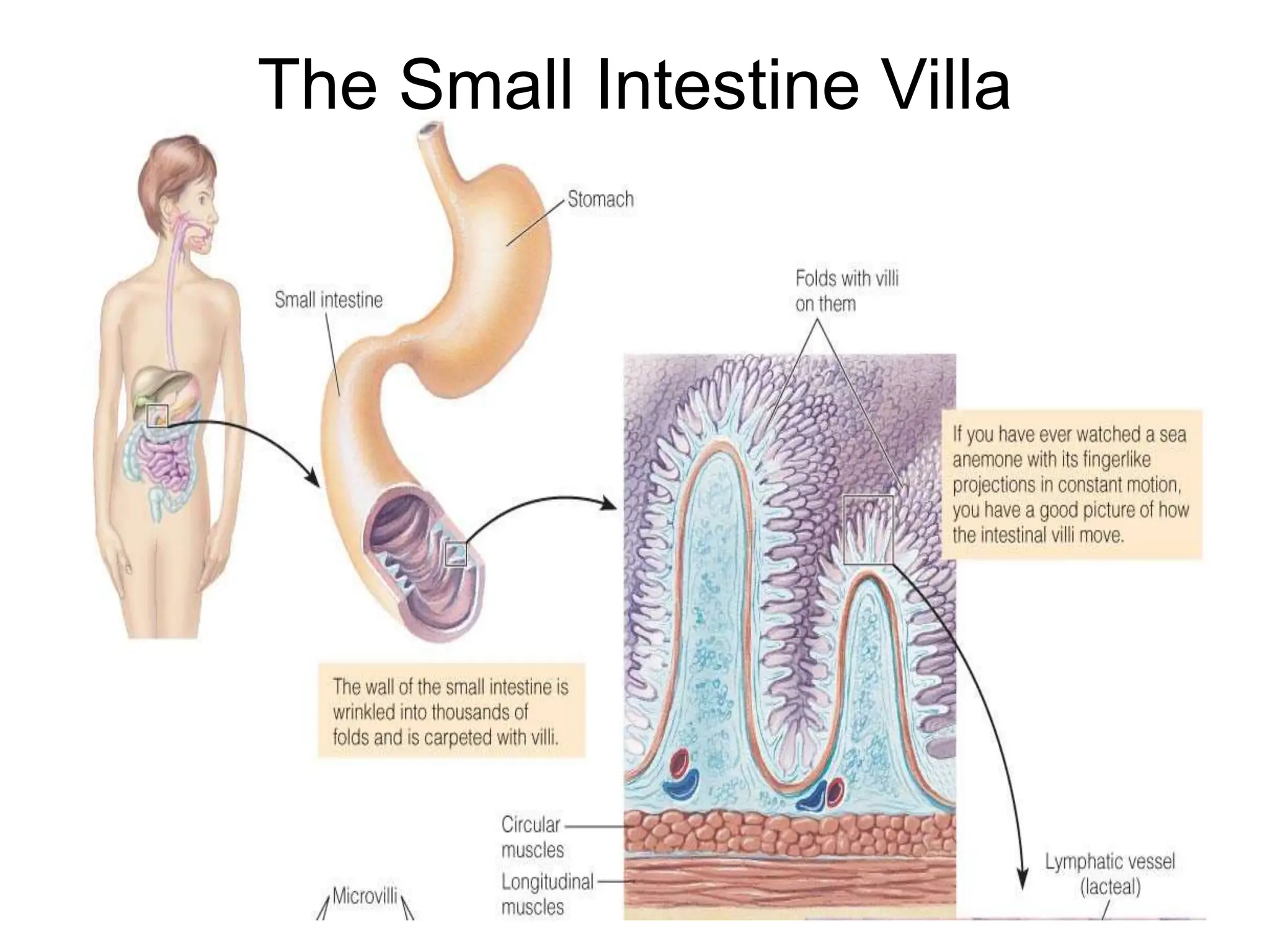 The Small Intestine Villa
 