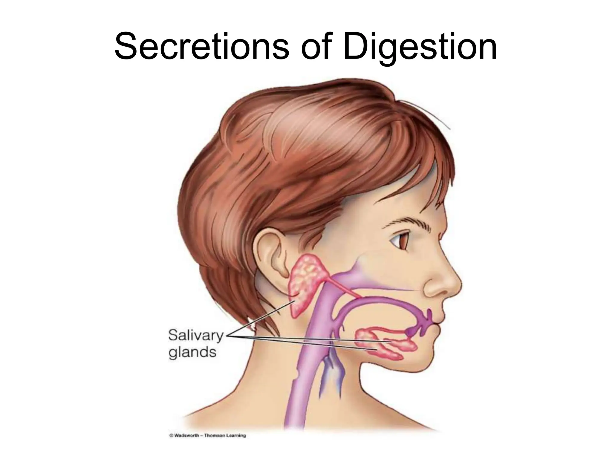 Secretions of Digestion
 