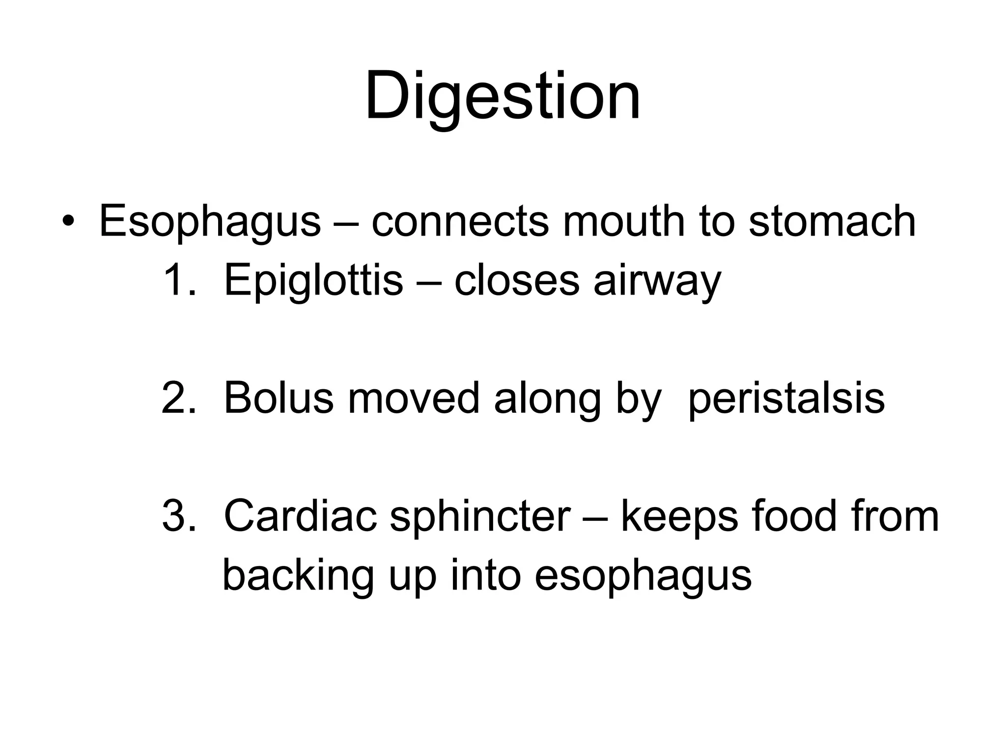 Digestion
• Esophagus – connects mouth to stomach
1. Epiglottis – closes airway
2. Bolus moved along by peristalsis
3. Cardiac sphincter – keeps food from
backing up into esophagus
 