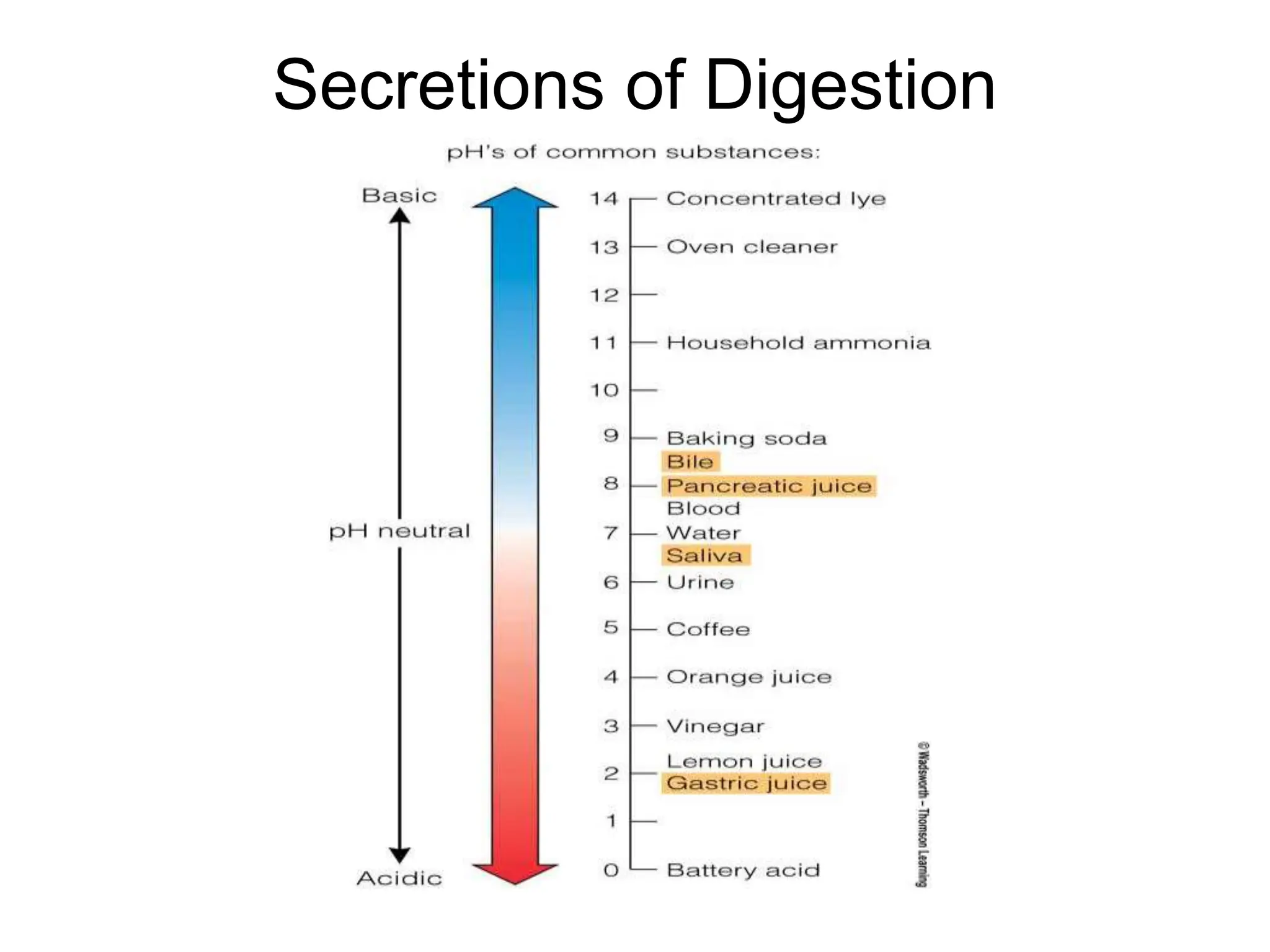 Secretions of Digestion
 