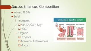 Succus Entericus: Composition
Water: 98.5%
Solid
1. Inorganic
Na⁺, K⁺, Ca⁺⁺, Mg⁺⁺
HCO₃⁻
2. Organic
Enzymes
Activator- Enterokinase
Mucus
 