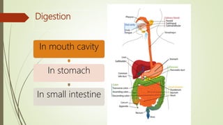 Digestion
In mouth cavity
In stomach
In small intestine
 