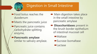 Digestion in Duodenum
Food bolus reaches the
duodenum
Meets the pancreatic juice
Pancreatic juice contains
carbohydrate splitting
enzyme,
Pancreatic amylase
similar to salivary amylase.
 Main digestion takes place
in the small intestine by
pancreatic amylase
 Disaccharidases present in
the brush border epithelium
of intestinal mucosal cell
Maltase
Sucrase-Isomaltase
Lactase
Digestion in Small Intestine
 