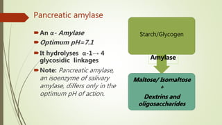 Pancreatic amylase
An α- Amylase
Optimum pH=7.1
It hydrolyses α-1→ 4
glycosidic linkages
Note: Pancreatic amylase,
an isoenzyme of salivary
amylase, differs only in the
optimum pH of action.
Starch/Glycogen
Maltose/ Isomaltose
+
Dextrins and
oligosaccharides
Amylase
 