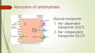 Absorption of carbohydrates
Glucose transporter
1. Na+ dependent
transporter [SGLT]
2. Na+ independent
transporter [GLUT]
 