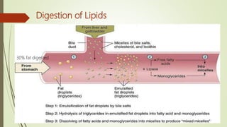 30% fat digested
Digestion of Lipids
 