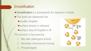 Emulsification
Emulsification is a prerequisite for digestion of lipids
The lipids are dispersed into
smaller droplets
surface tension is reduced
surface area of droplets is ↑
This process is favoured by:
1. Bile salts (detergent action)
2. Peristalsis (mechanical mixing)
3. Phospholipids
 