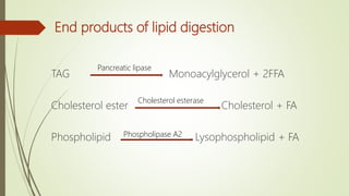 End products of lipid digestion
TAG Monoacylglycerol + 2FFA
Cholesterol ester Cholesterol + FA
Phospholipid Lysophospholipid + FA
Pancreatic lipase
Cholesterol esterase
Phospholipase A2
 