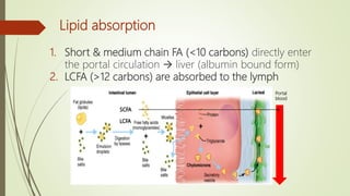 Lipid absorption
1. Short & medium chain FA (<10 carbons) directly enter
the portal circulation  liver (albumin bound form)
2. LCFA (>12 carbons) are absorbed to the lymph
Portal
blood
 