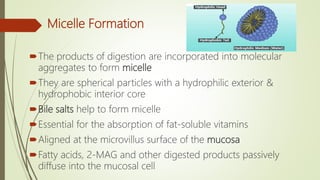 Micelle Formation
The products of digestion are incorporated into molecular
aggregates to form micelle
They are spherical particles with a hydrophilic exterior &
hydrophobic interior core
Bile salts help to form micelle
Essential for the absorption of fat-soluble vitamins
Aligned at the microvillus surface of the mucosa
Fatty acids, 2-MAG and other digested products passively
diffuse into the mucosal cell
 