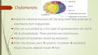 Chylomicrons
Inside the intestinal mucosal cell, the long chain fatty acids are re-
esterified to form triglycerides
They are surrounded by a thin layer of apolipoproteins (A1 and B-
48) & phospholipids. These particles are chylomicrons
Released into lymphatic vessels by exocytosis
Enter into thoracic duct  systemic circulation  peripheral
tissues (muscle, adipose tissue)  liver
 