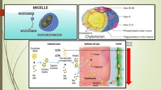 Portal
blood
Chylomicron
 