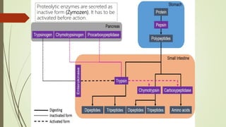 Proteolytic enzymes are secreted as
inactive form (Zymozen). It has to be
activated before action.
 