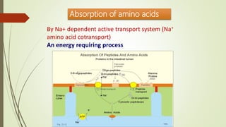 Absorption of amino acids
By Na+ dependent active transport system (Na+
amino acid cotransport)
An energy requiring process
 