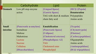 Carbohydrate Lipid Protein
Stomach Low pH stop enzyme
action
[Lingual lipase]
[Gastric lipase]
TAG with short & medium
chain fatty acid
[HCl]+[Pepsin]
Denaturation
Polypeptides
Amino acids
Small
intestine
[Pancreatic α-amylase]
Isomaltose
Maltose
Maltotriose
Lactose
Sucrose
Cellulose
[Disaccharidase]
Emulsification
[Pancreatic lipase]
[Colipase]
[Cholesterol esterase]
[Phospholipase A2]
TAG
Cholesterol ester
Phospholipid
[Trypsin]
[Chymotrypsin]
[Elastase]
[Carboxypeptidase]
Oligopeptides
Amino acids
[Aminopeptidase]
[Di & tripeptidase]
 