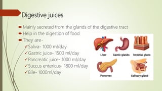Digestive juices
Mainly secreted from the glands of the digestive tract
Help in the digestion of food
They are-
Saliva- 1000 ml/day
Gastric juice- 1500 ml/day
Pancreatic juice- 1000 ml/day
Succus entericus- 1800 ml/day
Bile- 1000ml/day
 