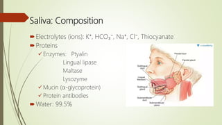 Saliva: Composition
Electrolytes (ions): K⁺, HCO₃⁻, Na⁺, Cl⁻, Thiocyanate
Proteins
 Enzymes: Ptyalin
Lingual lipase
Maltase
Lysozyme
 Mucin (α-glycoprotein)
 Protein antibodies
Water: 99.5%
 